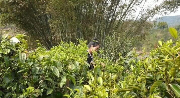 有关于西双版纳普洱茶产业：坚持新发展理念 推动高品质发展的内容(7)