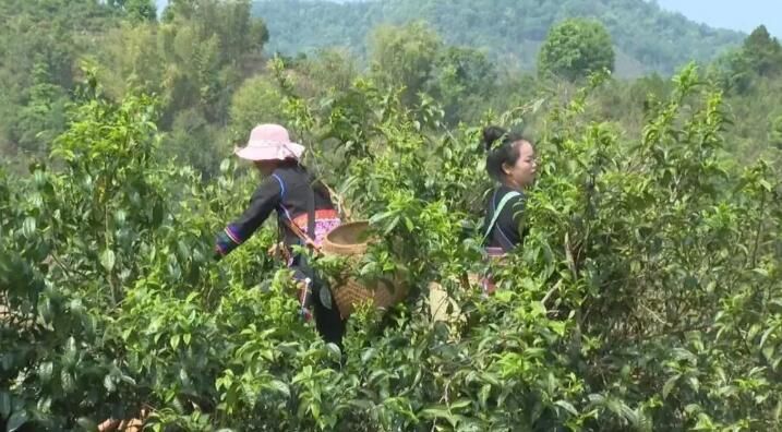 有关于西双版纳普洱茶产业：坚持新发展理念 推动高品质发展的内容(1)