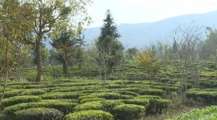 有关于西双版纳普洱茶产业：坚持新发展理念 推动高品质发展的内容