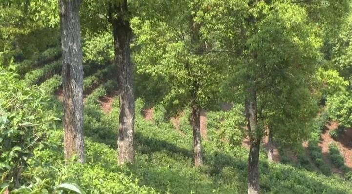 有关于西双版纳普洱茶产业：坚持新发展理念 推动高品质发展的内容(11)