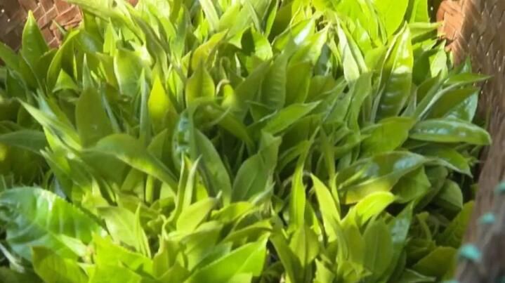 有关于西双版纳普洱茶产业：坚持新发展理念 推动高品质发展的内容(10)