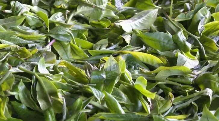 有关于西双版纳普洱茶产业：坚持新发展理念 推动高品质发展的内容(6)