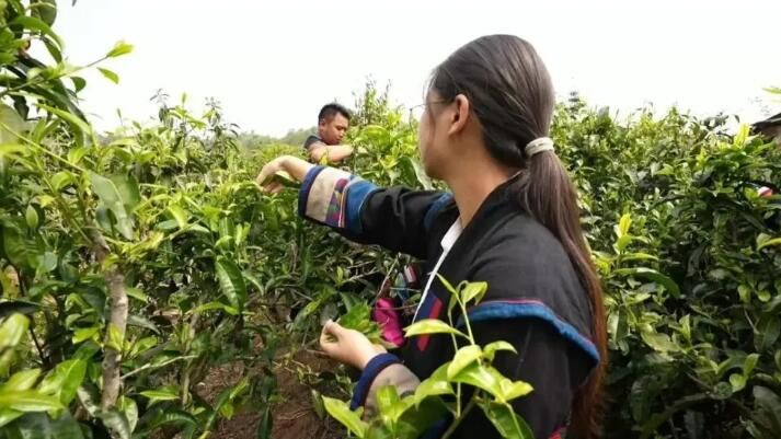 有关于西双版纳普洱茶产业：坚持新发展理念 推动高品质发展的内容(3)