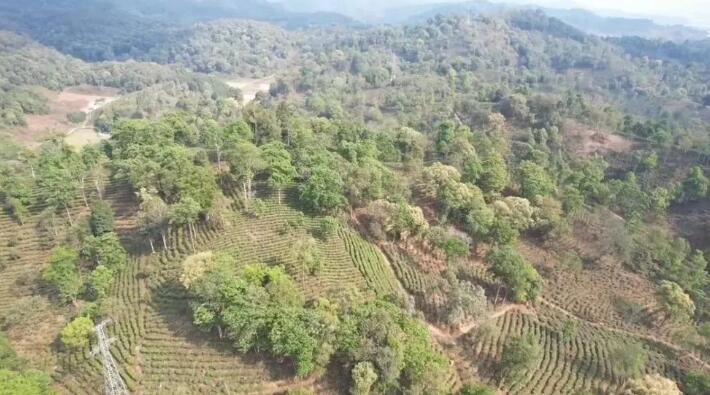 有关于西双版纳普洱茶产业：坚持新发展理念 推动高品质发展的内容(12)