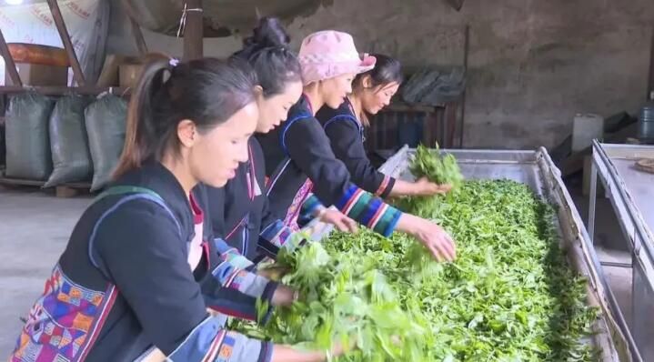 有关于西双版纳普洱茶产业：坚持新发展理念 推动高品质发展的内容(5)