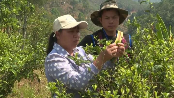 有关于西双版纳普洱茶产业：坚持新发展理念 推动高品质发展的内容(2)