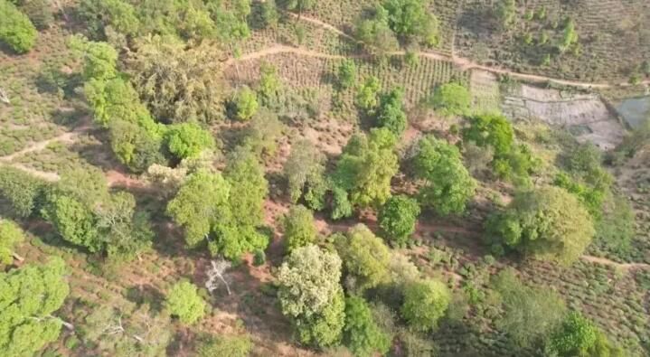 有关于西双版纳普洱茶产业：坚持新发展理念 推动高品质发展的内容(9)