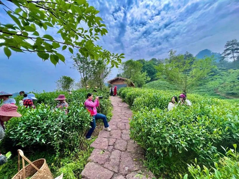 关于不负新芽绿 武夷山最美茶旅路线奉上，约起来！的相关内容(8)