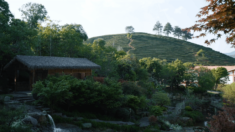 关于不负新芽绿 武夷山最美茶旅路线奉上，约起来！的相关内容(14)