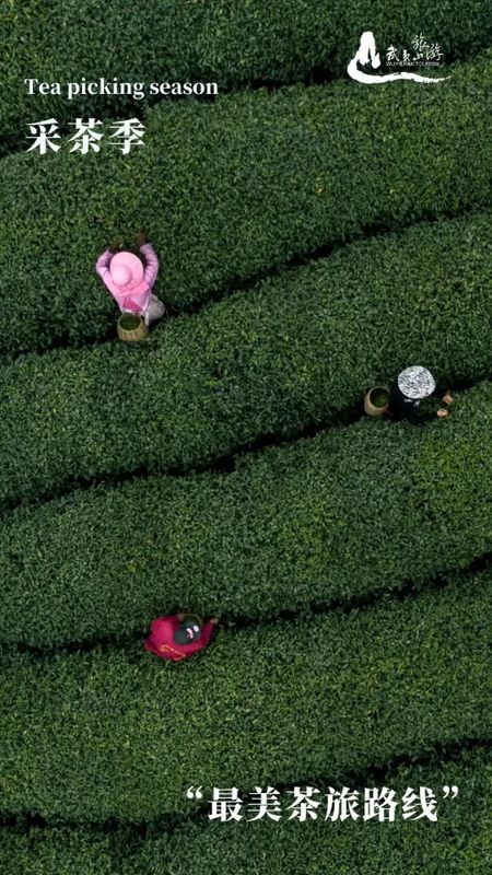 关于不负新芽绿 武夷山最美茶旅路线奉上，约起来！的相关内容