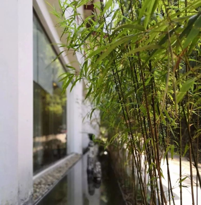 关于不负新芽绿 武夷山最美茶旅路线奉上，约起来！的相关内容(17)