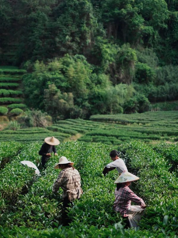 关于不负新芽绿 武夷山最美茶旅路线奉上，约起来！的相关内容(4)