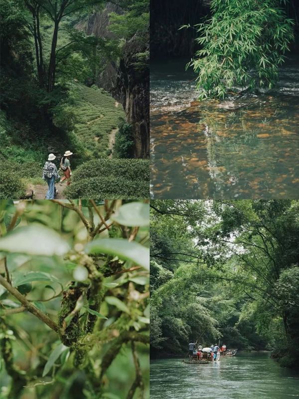 关于不负新芽绿 武夷山最美茶旅路线奉上，约起来！的相关内容(5)