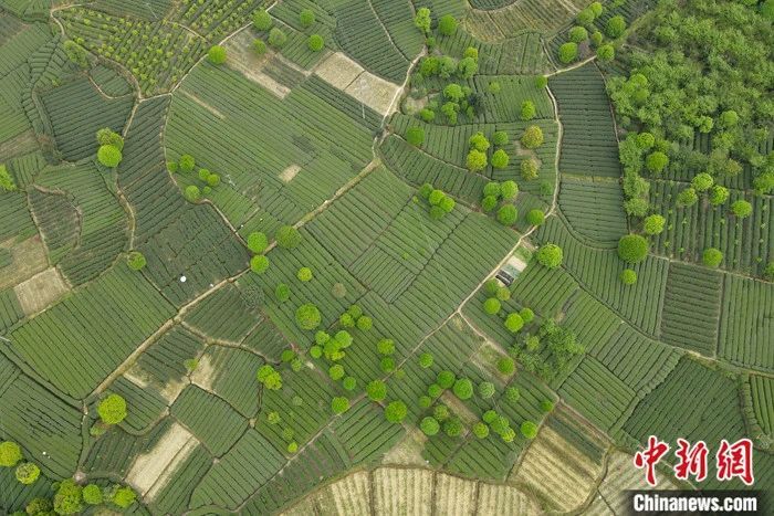 有关于探访四川最大茶产区：茶市供销两旺 茶旅融合走热的资讯