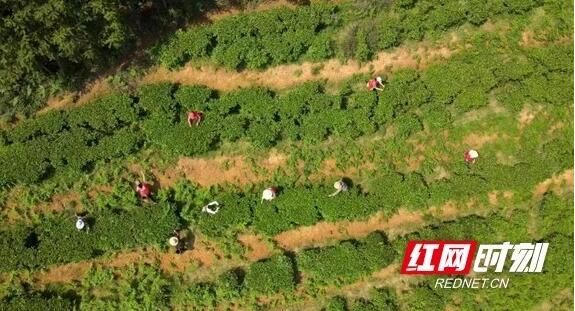 关于耒阳：谷雨时节采茶忙的最新消息