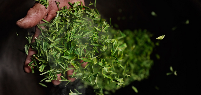 有关于事关日照绿茶！这场发布会召开！的相关内容(5)