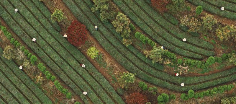 有关于事关日照绿茶！这场发布会召开！的相关内容(1)