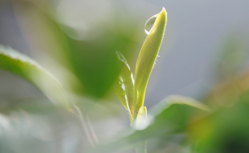有关于事关日照绿茶！这场发布会召开！的相关内容(3)