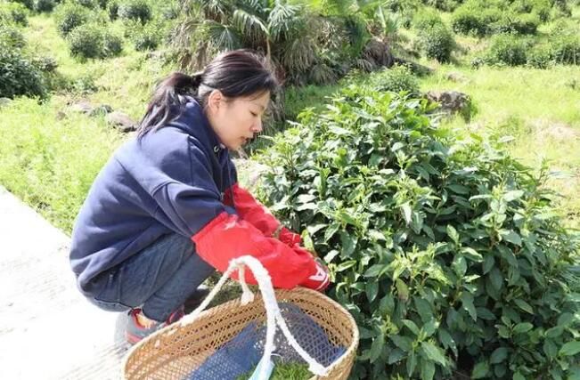 关于安徽宣城宣州区：春风催新绿 深山产茶忙的消息