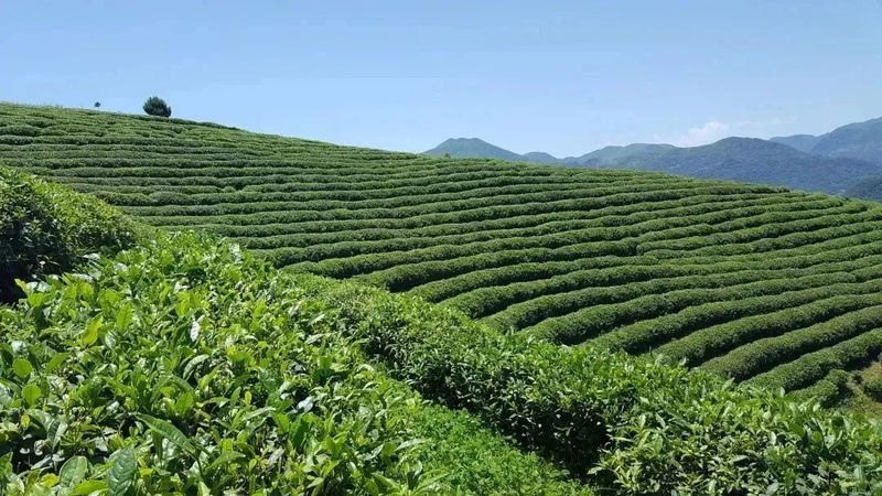 有关于这杯镇巴茶，感恩于心，共富于民的相关信息(13)