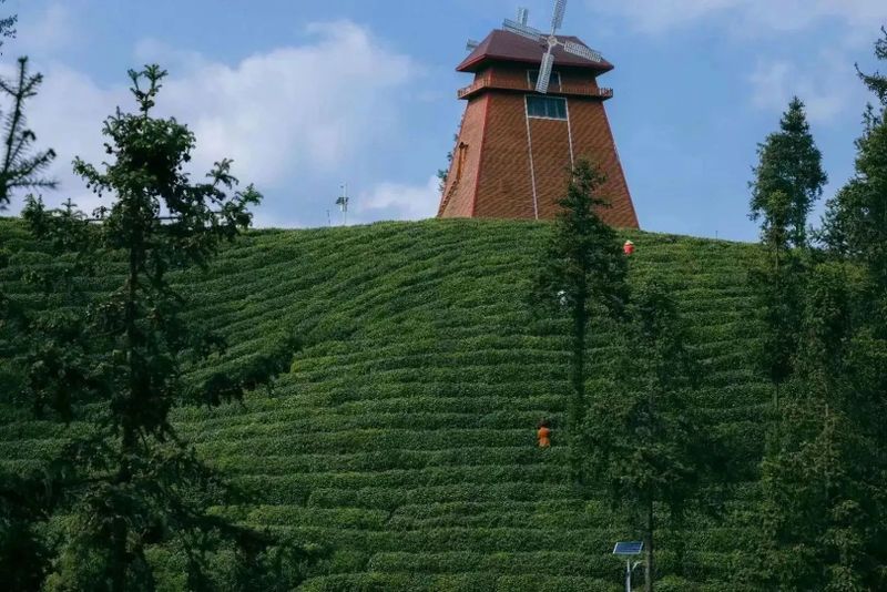 有关于这杯镇巴茶，感恩于心，共富于民的相关信息(12)