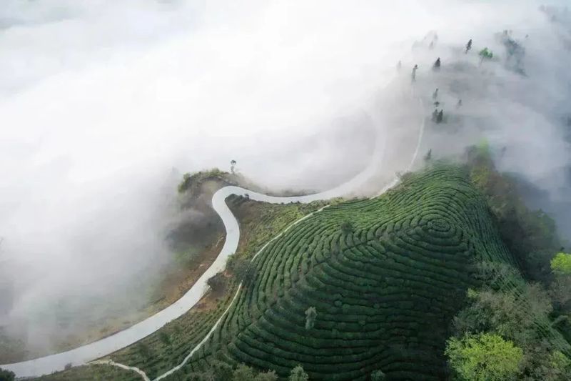 有关于这杯镇巴茶，感恩于心，共富于民的相关信息(2)