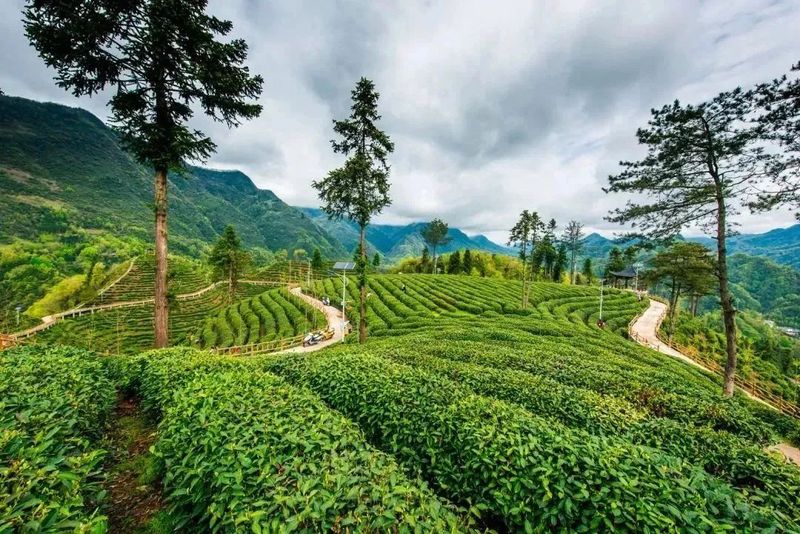 有关于这杯镇巴茶，感恩于心，共富于民的相关信息(1)