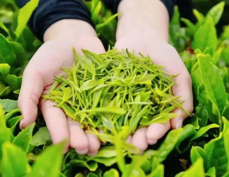 有关于这杯镇巴茶，感恩于心，共富于民的相关信息(8)