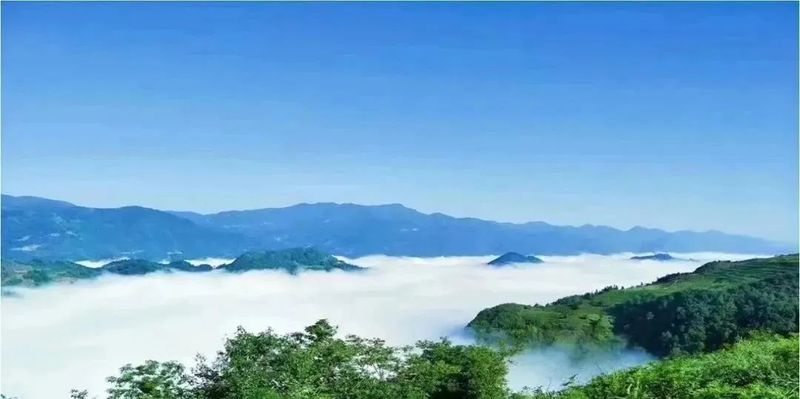 有关于这杯镇巴茶，感恩于心，共富于民的相关信息(5)