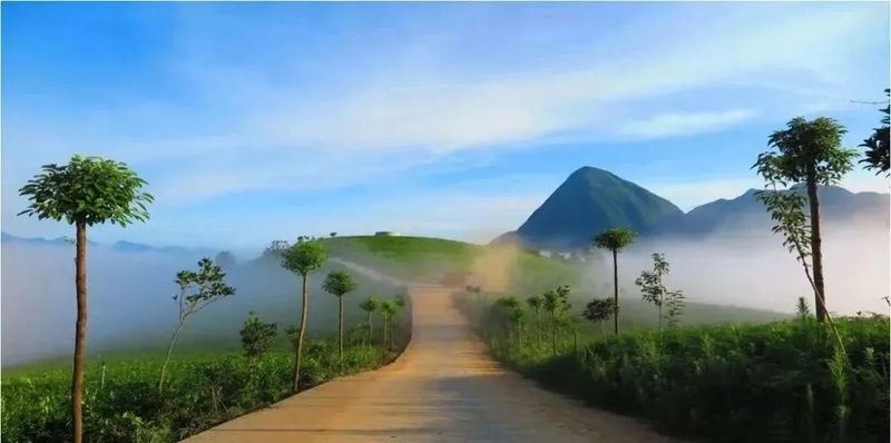 有关于这杯镇巴茶，感恩于心，共富于民的相关信息(6)