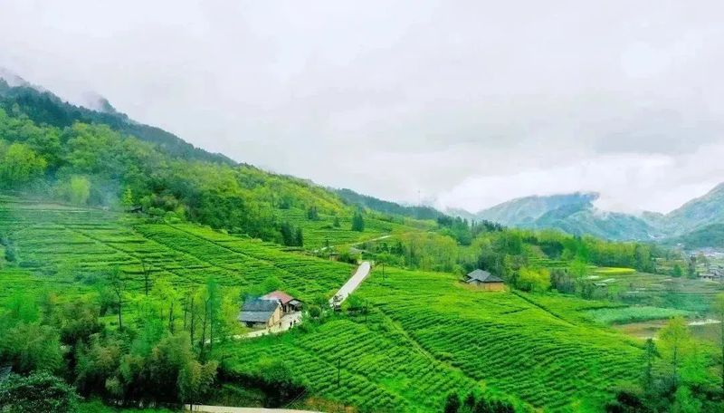 有关于这杯镇巴茶，感恩于心，共富于民的相关信息(11)