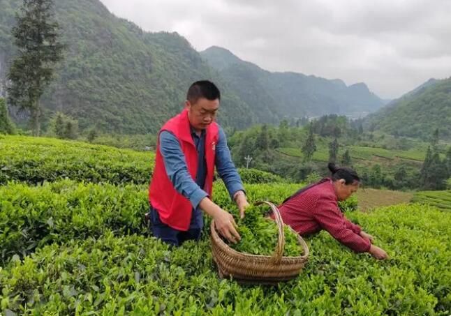 有关于西河镇：党建引领春茶绿 茶园飘香促振兴的内容