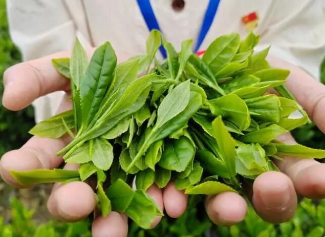 有关于西河镇：党建引领春茶绿 茶园飘香促振兴的内容(1)