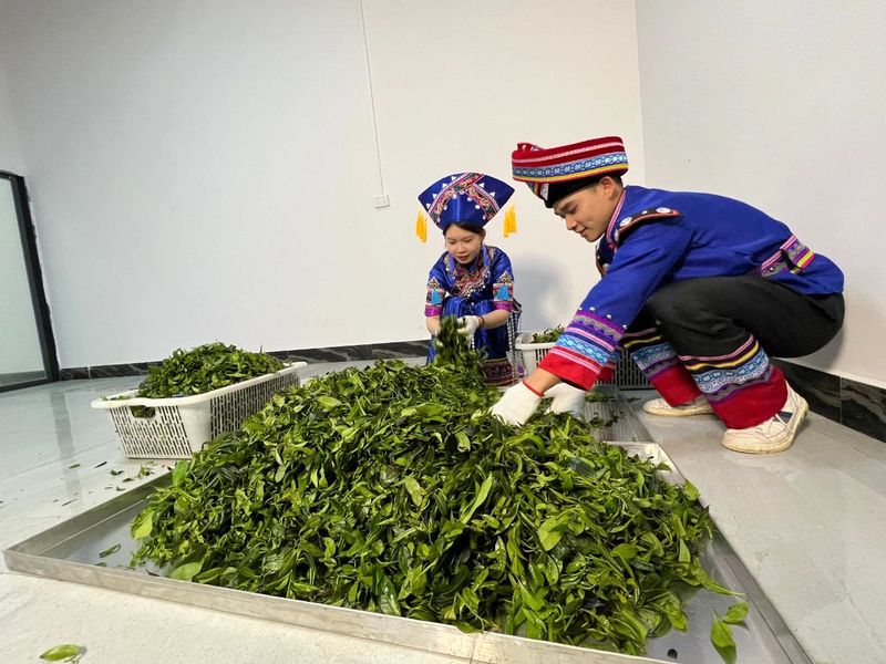 关于防城区：点绿成“金”“小小茶叶”铺就致富路的消息(4)