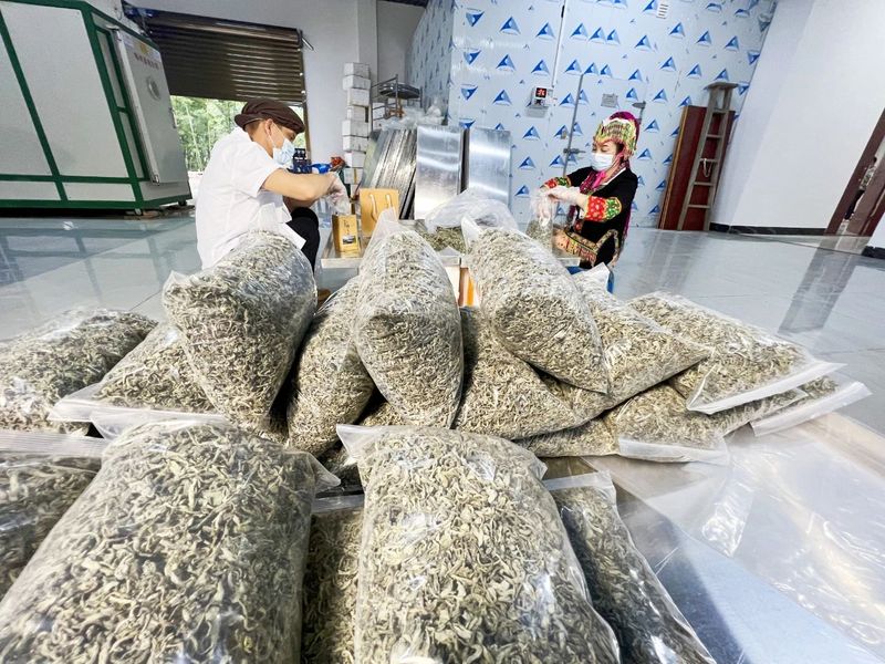 关于防城区：点绿成“金”“小小茶叶”铺就致富路的消息(3)