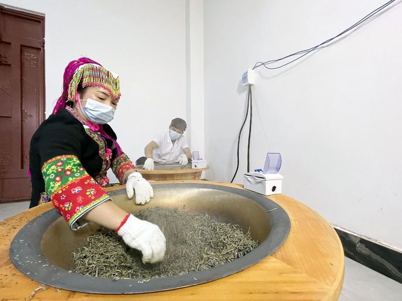 关于防城区：点绿成“金”“小小茶叶”铺就致富路的消息