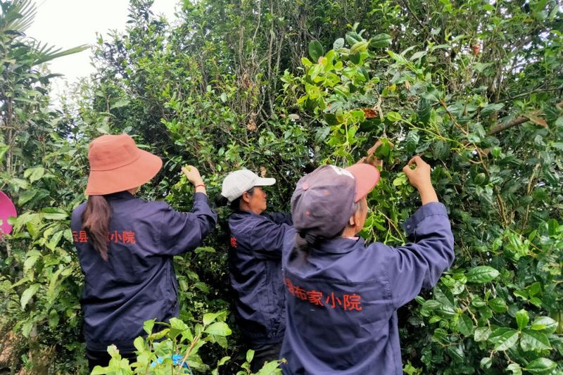 有关于临沧云县：一片叶子为乡村振兴增色添香的资讯(1)