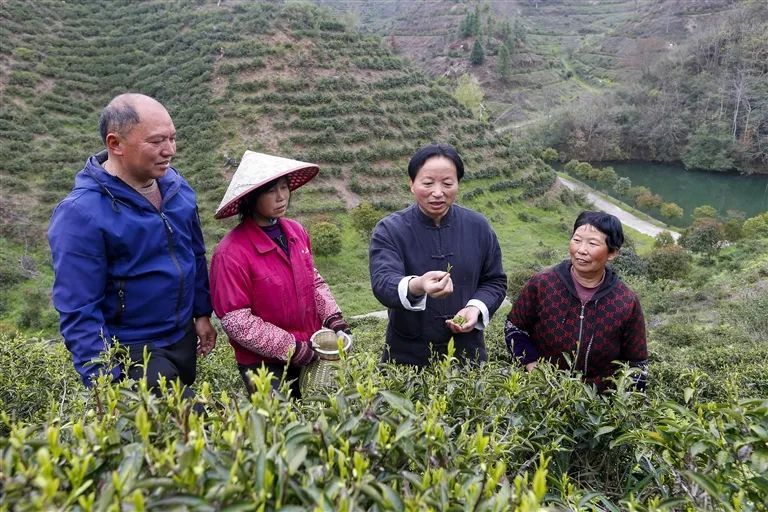 有关于一片匠心塑茶魂的最新消息(10)