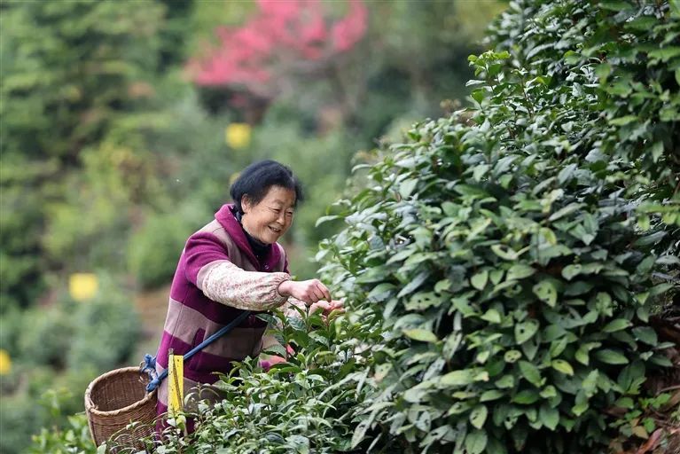 有关于一片匠心塑茶魂的最新消息(4)