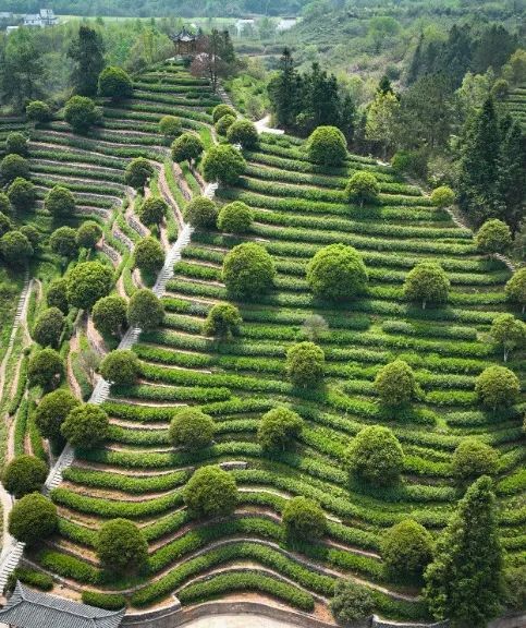 有关于一片匠心塑茶魂的最新消息