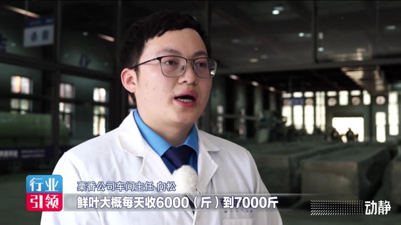 有关于买全省卖全球！栗香茶业实现2800万美元出口额的信息