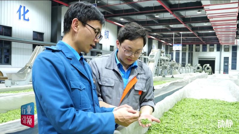 有关于买全省卖全球！栗香茶业实现2800万美元出口额的信息(1)