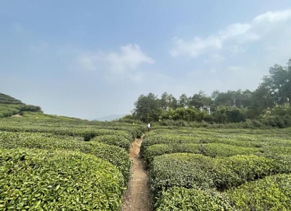 有关于屯溪区：不负好春光　春茶采摘忙的资讯(1)