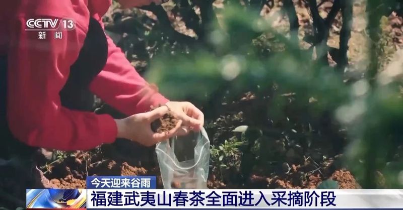 有关于武夷山春茶全面进入采摘阶段的信息(4)