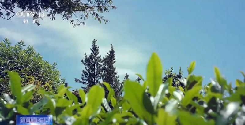 有关于武夷山春茶全面进入采摘阶段的信息(3)