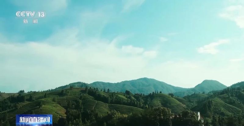 有关于武夷山春茶全面进入采摘阶段的信息(5)