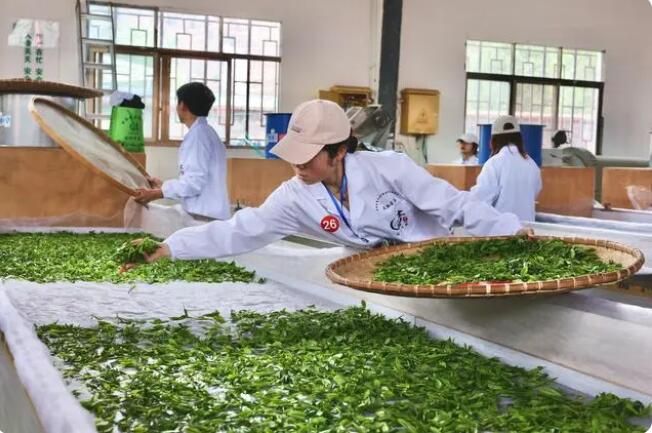 有关于聚焦七星关区茶产业发展助力乡村振兴的相关内容(2)