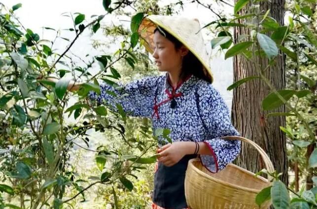 有关于聚焦七星关区茶产业发展助力乡村振兴的相关内容