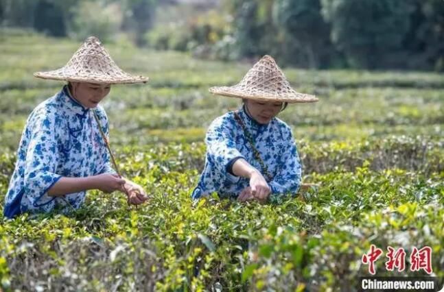 关于广西力推六堡茶产业做大做强 助推“侨销茶”销中国卖全球的信息(2)