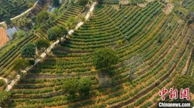 关于广西力推六堡茶产业做大做强 助推“侨销茶”销中国卖全球的信息(1)